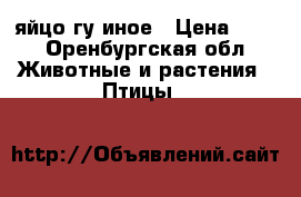 яйцо гу иное › Цена ­ 80 - Оренбургская обл. Животные и растения » Птицы   